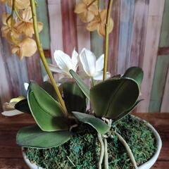 光触媒アートフラワー　蘭寄植え　の画像