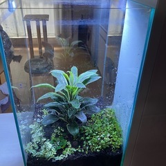 大型テラリウム　観葉植物付き水槽　インテリア　ライト付きの画像