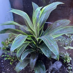 大型テラリウム　観葉植物付き水槽　インテリア　ライト付きの画像