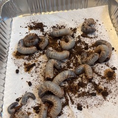 カブトムシ在来種幼虫の画像