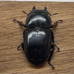 パラワンオオヒラタ︎︎ ♀ B品顎欠けの画像