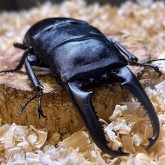 パラワンオオヒラタ︎︎ ♀ B品顎欠けの画像