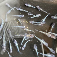 メダカ　白虎松井ヒレ長　若魚サイズ　10匹の画像