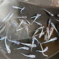 メダカ　白虎松井ヒレ長　若魚サイズ　10匹の画像
