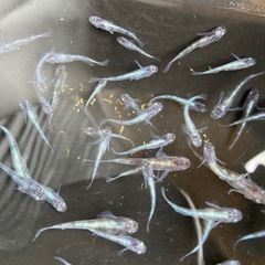 メダカ　白虎松井ヒレ長　若魚サイズ　10匹の画像