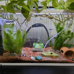 【お話中】グッピー　稚魚　5匹100円の画像