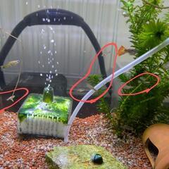 【お話中】グッピー　稚魚　5匹100円の画像