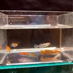 取引決定)🌇新.かぐやメダカ成魚⒎匹の画像