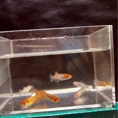 取引決定)🌇新.かぐやメダカ成魚⒎匹の画像