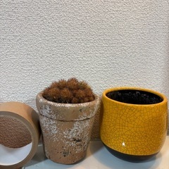 黄色い鉢・枯れたサボテン鉢付きの画像