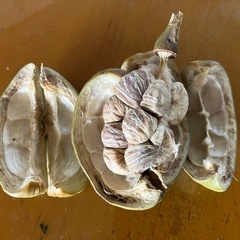 パキラ 実生苗 の画像