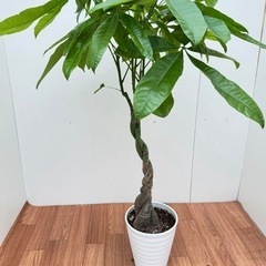 パキラ 実生苗 の画像