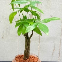 パキラ 実生苗 の画像