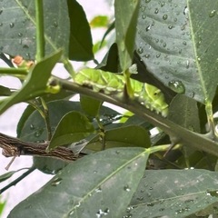 アゲハの幼虫の画像