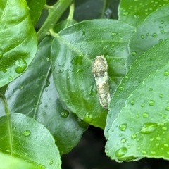 アゲハの幼虫の画像