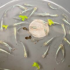 エメキン　めだか　稚魚　約1.5cm　10匹の画像