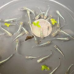 エメキン　めだか　稚魚　約1.5cm　10匹の画像