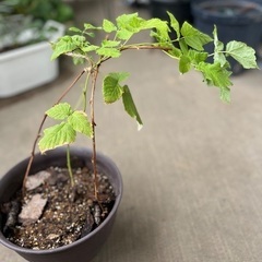棘なしラズベリーの苗の画像