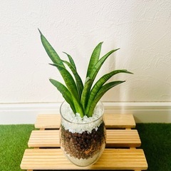 サンスベリア　ハイブリッド　パンテーラ　観葉植物　ハイドロカルチャー【Ｂ】の画像