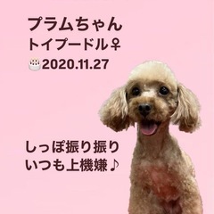 プラムちゃん♡里親募集中
