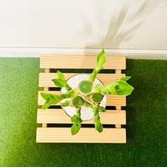 キングバンブー　３本仕立て　観葉植物　ハイドロカルチャー【Ｂ】の画像