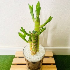 キングバンブー　３本仕立て　観葉植物　ハイドロカルチャー【Ｂ】の画像