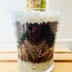 キングバンブー　３本仕立て　観葉植物　ハイドロカルチャー【Ｂ】の画像