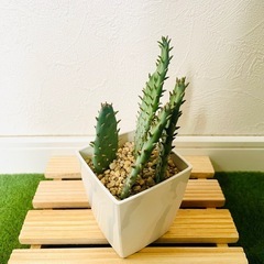 オプンチア　ウチワサボテン　多肉植物　鉢植え　そのまま飾れる　無機質の土【C】の画像