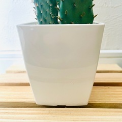 オプンチア　ウチワサボテン　多肉植物　鉢植え　そのまま飾れる　無機質の土【C】の画像