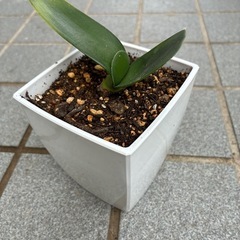 マユハケオモト苗の画像