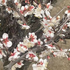 ヒマ・寂しい・気軽にお話しませんか？