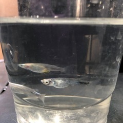 🔷♦︎清流きりゅうメダカ♦︎🔷稚魚　20匹の画像