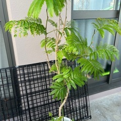曲げ木でおしゃれなエバーフレッシュ✴︎　高さ140㎝の画像