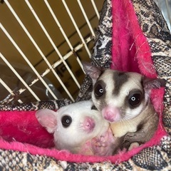 爬虫類、小動物、犬、猫、が好きな人♡