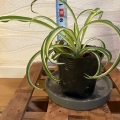 決まりました【観葉植物】オリヅルランの画像