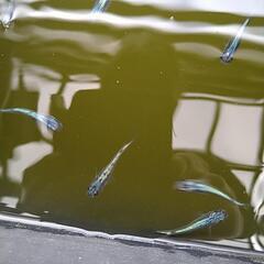 めだかネプチューン系20匹の画像