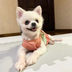 ポメラニアン🌼6歳︎︎ ♀