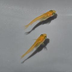 メダカ　楊貴妃　3匹の画像