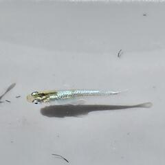 メダカ　エメキンメダカ　5匹の画像