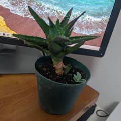 多肉植物　アロエ　不夜城　子株の画像