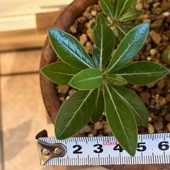 【観葉植物】アデニウム　オベスムの画像