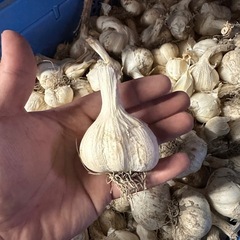 ニンニク  Sサイズ（一般的）の画像