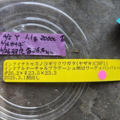 インクイナトゥスノコギリクワガタ1ペア可愛いの画像