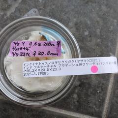 インクイナトゥスノコギリクワガタ1ペア可愛いの画像