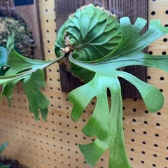 ビカクシダ　リドレイ　オマケ付きの画像