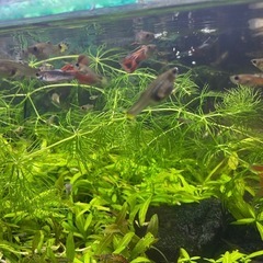 マツモ　金魚やメダカの餌や隠れ場所に最適①の画像