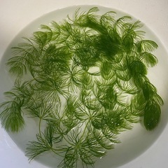 マツモ　金魚やメダカの餌や隠れ場所に最適①の画像