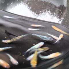 改良めだか 紅白ラメ選別漏れ稚魚 オロチ 紅帝 ヒミツヘイキ等　合計30匹の画像