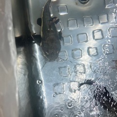 熱帯魚の画像