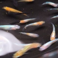 改良めだか 紅白ラメ選別漏れ稚魚 オロチ 紅帝 ヒミツヘイキ等　合計30匹の画像